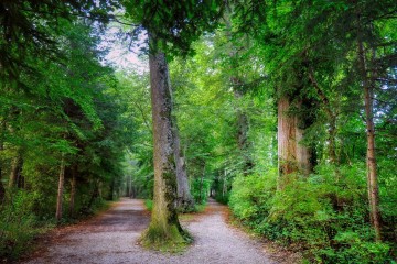 Ağaçların arasında ikiye ayrılan patika yol