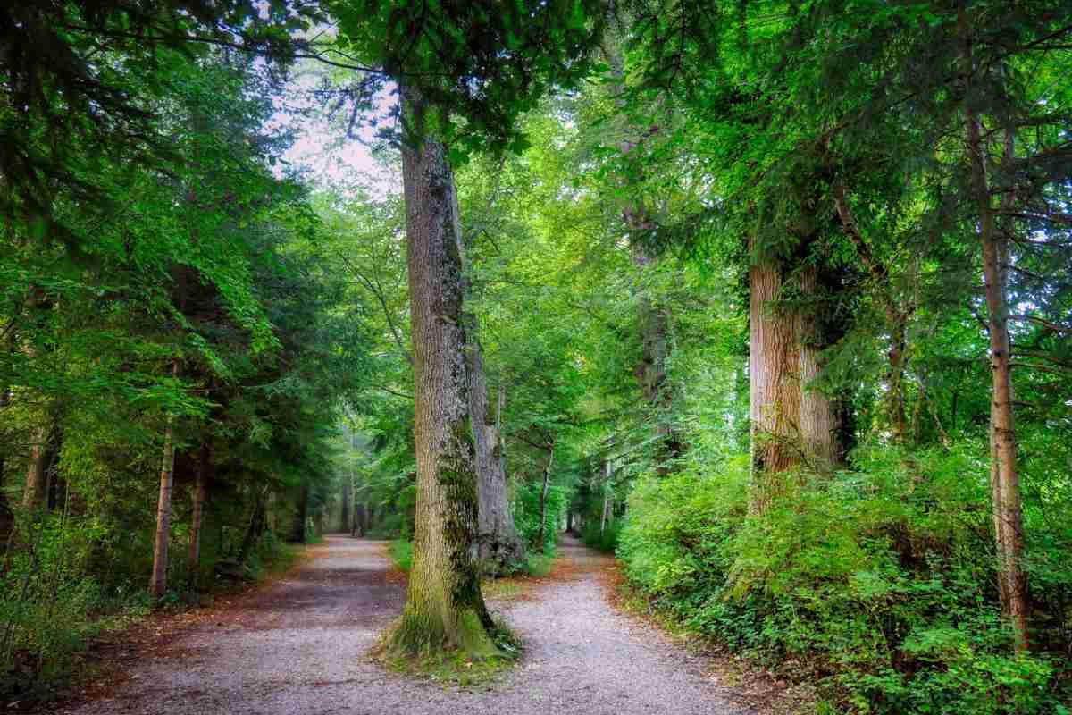 Ağaçların arasında ikiye ayrılan patika yol
